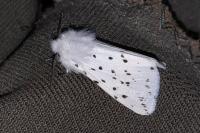 Spilosoma lubricipeda