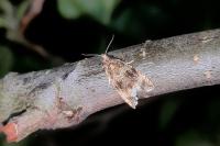 Celypha lacunana