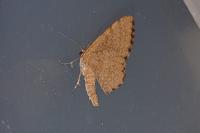 Euchoeca nebulata