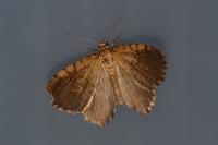 Euchoeca nebulata