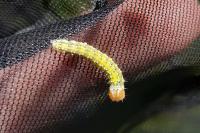 Polyploca ridens