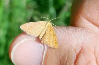 Idaea serpentata