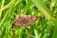 Euclidia glyphica