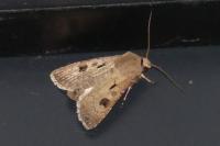 Agrotis exclamationis exclamationis
