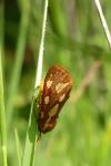 Arctia testudinaria