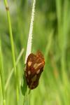 Arctia testudinaria