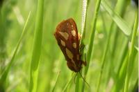 Arctia testudinaria