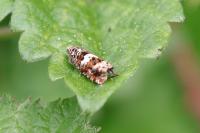 Epiblema costipunctana
