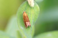 Lathronympha strigana