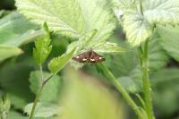 Pyrausta aurata