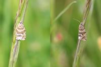Celypha rivulana