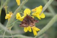 Euclidia glyphica