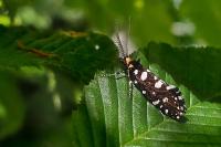 Euplocamus anthracinalis