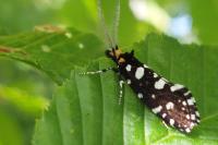Euplocamus anthracinalis