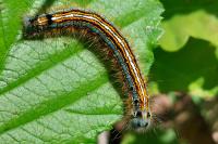 Malacosoma neustria