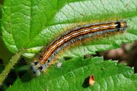 Malacosoma neustria