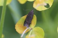 Bryotropha terrella
