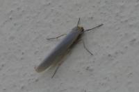Eilema caniola