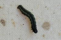 Operophtera fagata