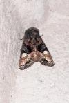 Euplexia lucipara