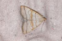 Herminia tarsicrinalis