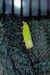 Tortrix viridana