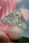 Abrostola triplasia