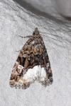 Deltote pygarga