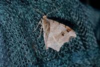 Macaria alternata