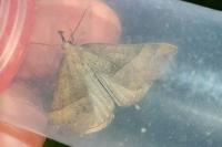 Hypena proboscidalis