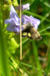 Panemeria tenebrata