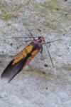 Schiffermuelleria schaefferella