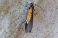 Schiffermuelleria schaefferella