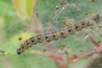 Yponomeuta padella