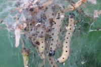 Yponomeuta cagnagella