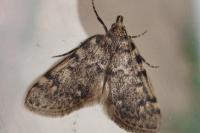 Aglossa pinguinalis