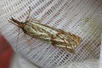Thisanotia chrysonuchella