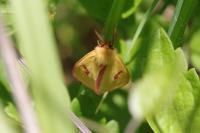 Diacrisia sannio