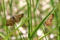 Ematurga atomaria