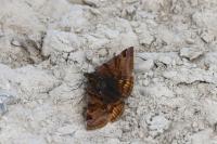 Euclidia glyphica