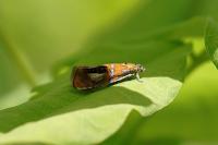 Olethreutes arcuella