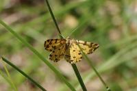 Pseudopanthera macularia