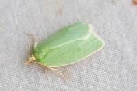 Tortrix viridana