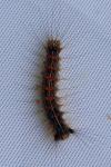 Lymantria dispar