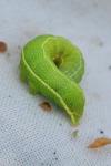 Orthosia gothica