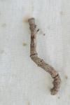 Ennomos quercinaria