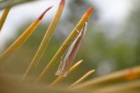 Crambus pascuella