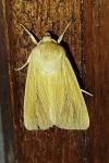 Mythimna pallens