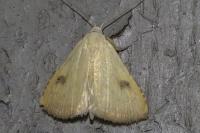 Rivula sericealis