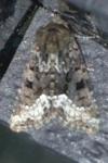 Oligia strigilis